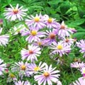 aster_novae_angliae.jpg