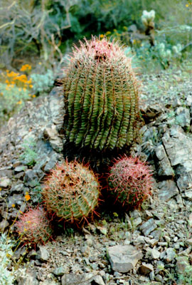 barrel-cactus.jpg