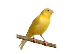 canary-birds-for-sale.jpg