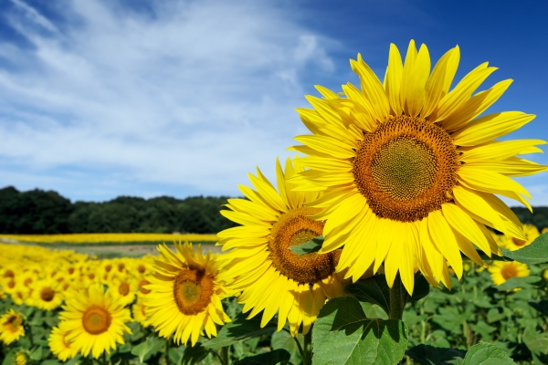 champ-de-tournesol.jpg