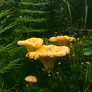 chanterelle_ciboire_010.jpg