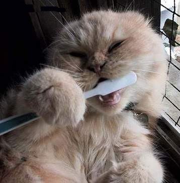 chat-brosse-a-dent.jpg