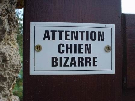 chien-bizarre.jpg