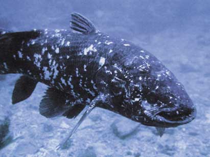 coelacanthe-3.jpg