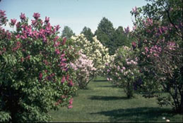 collection_lilas2_r.jpg