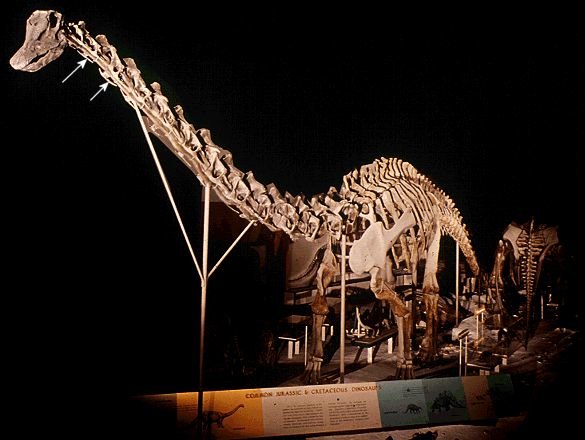 diplodocus.jpg