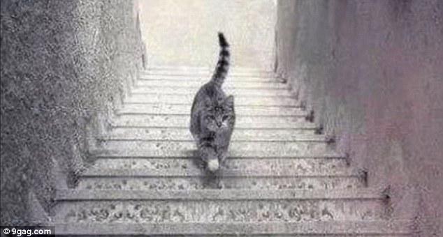 enigme-chat-escalier-descend-monte-solution.jpg