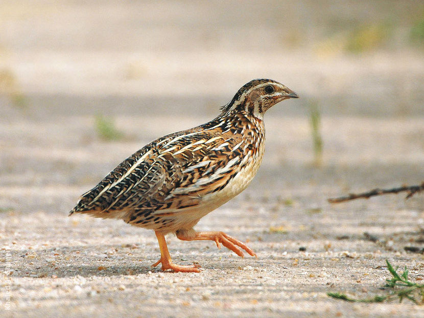fiche-animaux-caille-des-bles-facts-common-quail.jpg