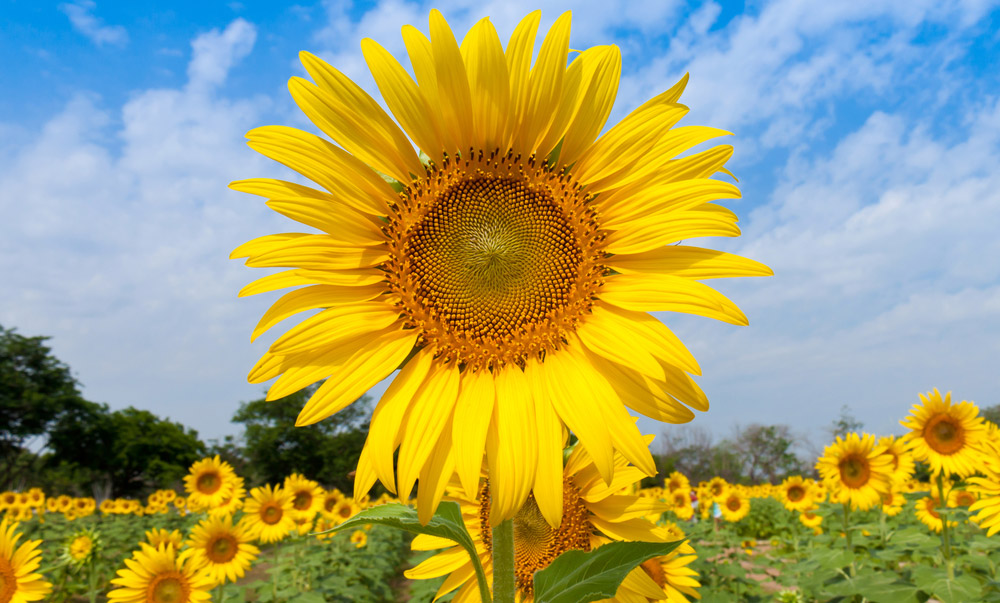 grand-tournesol1.jpg