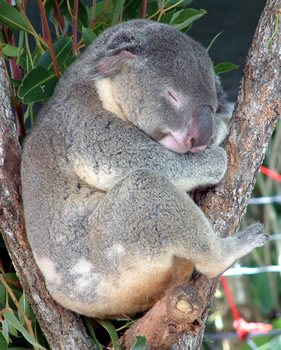 koala-dort.jpg