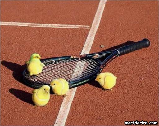 poussins-de-tennis.jpg