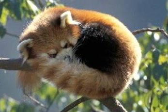 red-panda-boule.jpg