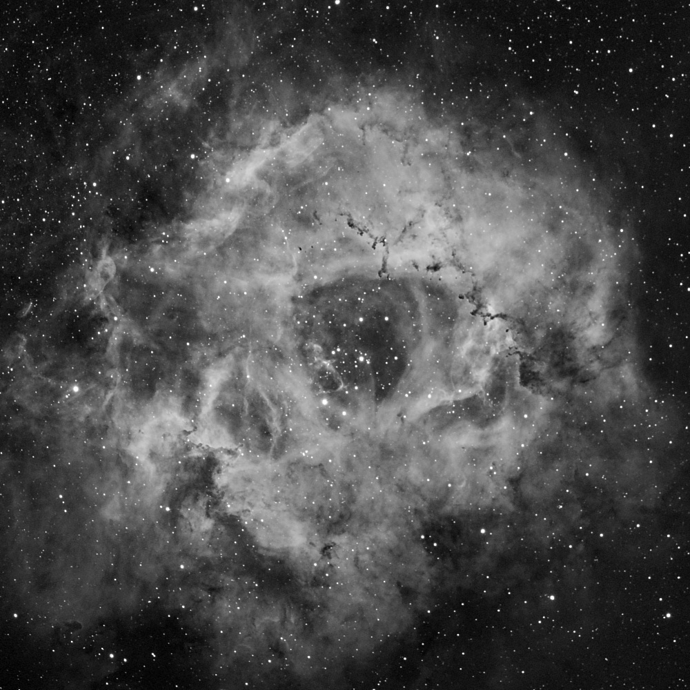 rosette6x20min.jpg