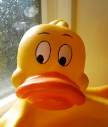 rubber_duck-213x250.jpg