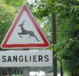 sanglier-ou-cerf-il-faut-choisir.jpg