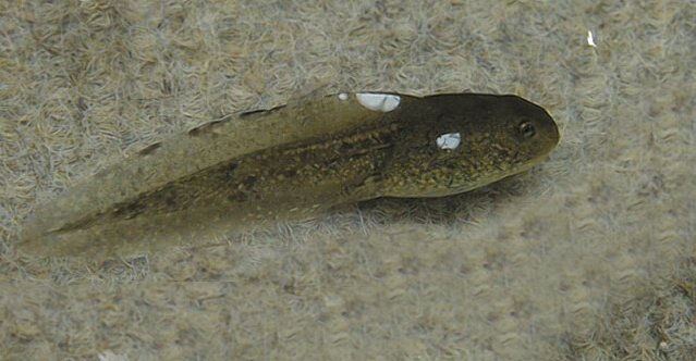 tadpole.jpg