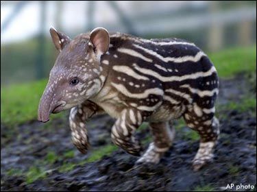 tapir1.jpg