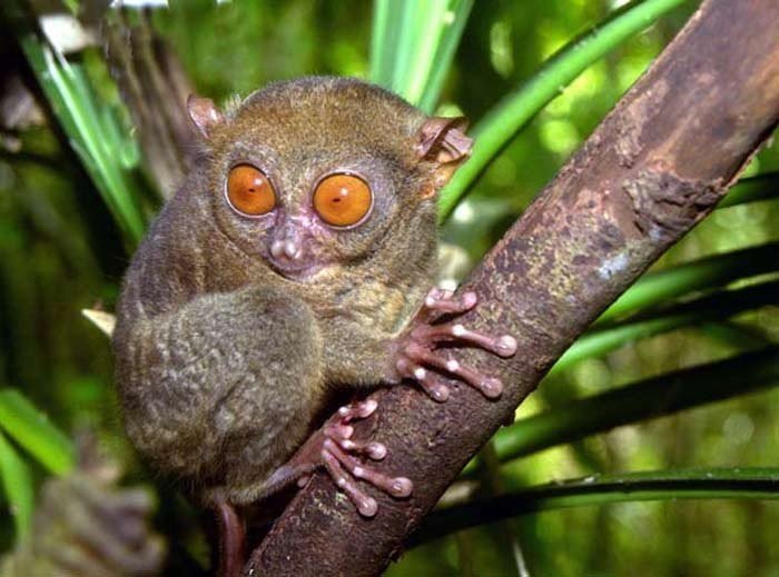 tarsier2.jpg