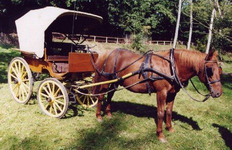 tarzan_voiture_jaune.jpg