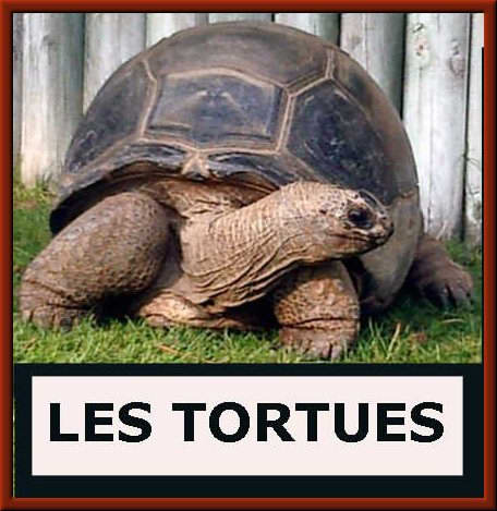 tortues.jpg