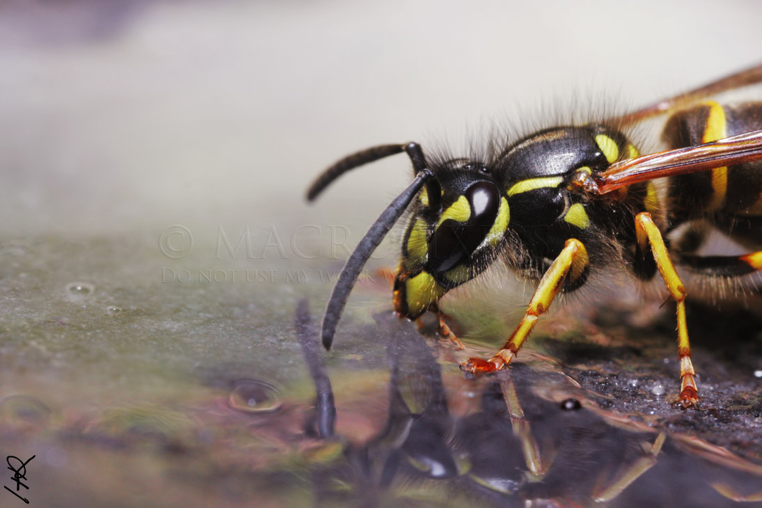 wasp___vespula_vulgaris_by_macropixels-d368kph.jpg